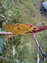 Colias hyale