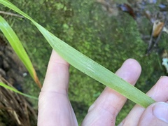 Anthoxanthum occidentale