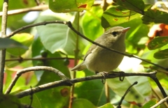 Phylloscopus