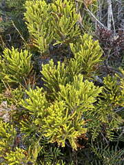 Halocarpus bidwillii