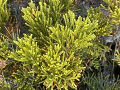 Halocarpus bidwillii