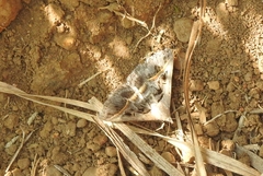 Acantholipes