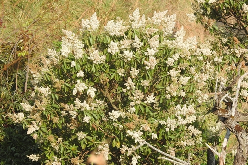 Wendlandia thyrsoidea, 2023-02-08