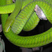Eastern Green Mamba - Photo (c) Dick Culbert, some rights reserved (CC BY)