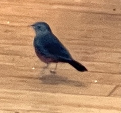 Thamnolaea cinnamomeiventris