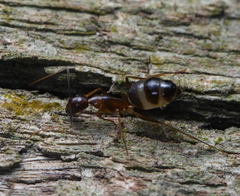 Camponotus mitis