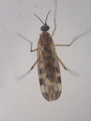 Sylvicola fenestralis