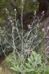 Hesperidanthus linearifolius
