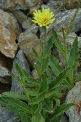 Schlagintweitia intybacea