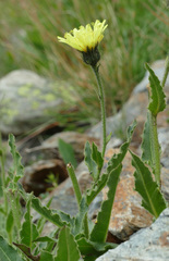 Schlagintweitia intybacea