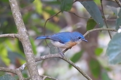 Cyornis tickelliae
