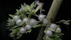 Gomphostemma parviflorum