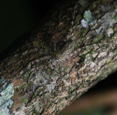 Pandercetes gracilis