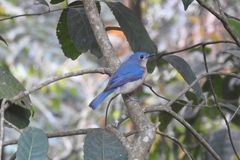 Cyornis tickelliae