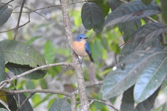 Cyornis tickelliae