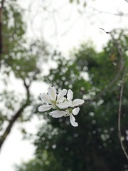 Bauhinia variegata candida