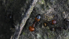 Camponotus nicobarensis