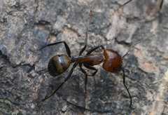 Camponotus nicobarensis