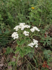Stevia ovata