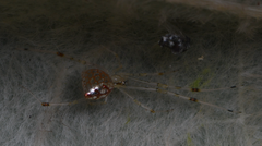 Thwaitesia margaritifera