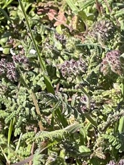 Phacelia distans