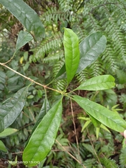 Osmanthus matsumuranus