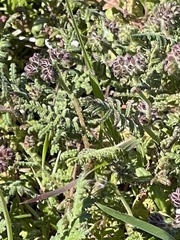 Phacelia distans