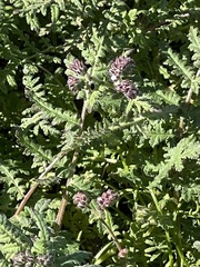 Phacelia distans