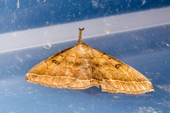 Pechipogo plumigeralis