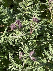 Phacelia distans