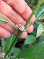 Palicourea axillaris