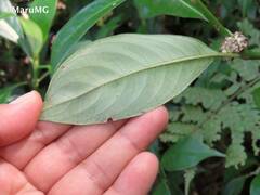 Palicourea axillaris