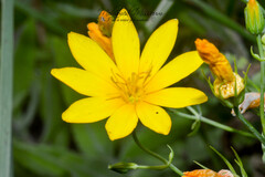 Blackstonia perfoliata