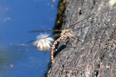 Austroaeschna unicornis