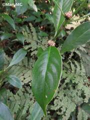 Palicourea axillaris