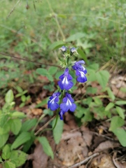 Salvia prunelloides
