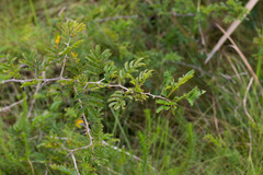 Dichrostachys cinerea