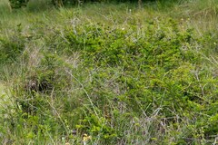 Dichrostachys cinerea