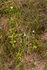 Dyschoriste burchellii