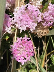 Pimelea ferruginea