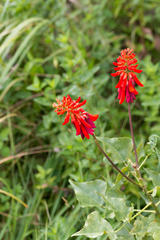 Erythrina humeana