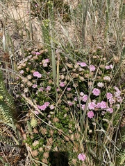 Pimelea ferruginea