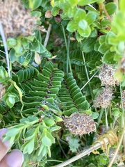 Pimelea ferruginea