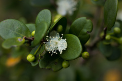 Eugenia capensis