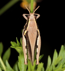Phaeocatantops rosaceus