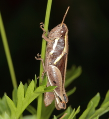 Phaeocatantops rosaceus