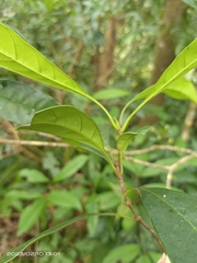 Osmanthus matsumuranus
