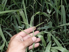 Urochloa plantaginea