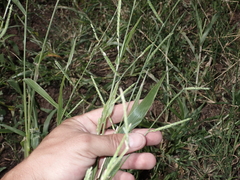 Urochloa plantaginea
