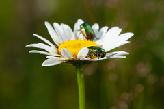 Cryptocephalus sericeus